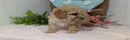 Miniature Poodle dogs for sale: Zeus - Ad 8