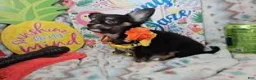 Chihuahua dogs for sale: ElRod [T-Cup] (tri LH) - Ad 7
