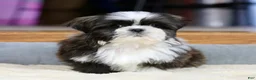 Shih Tzu dogs for sale: Stanlee - Ad 11