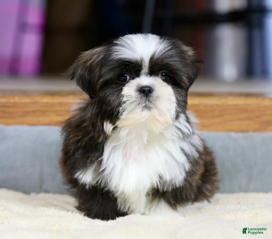Shih Tzu dogs for sale: Stanlee - Ad 11