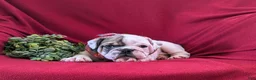 English Bulldog dogs for sale: Tanker - Ad 6