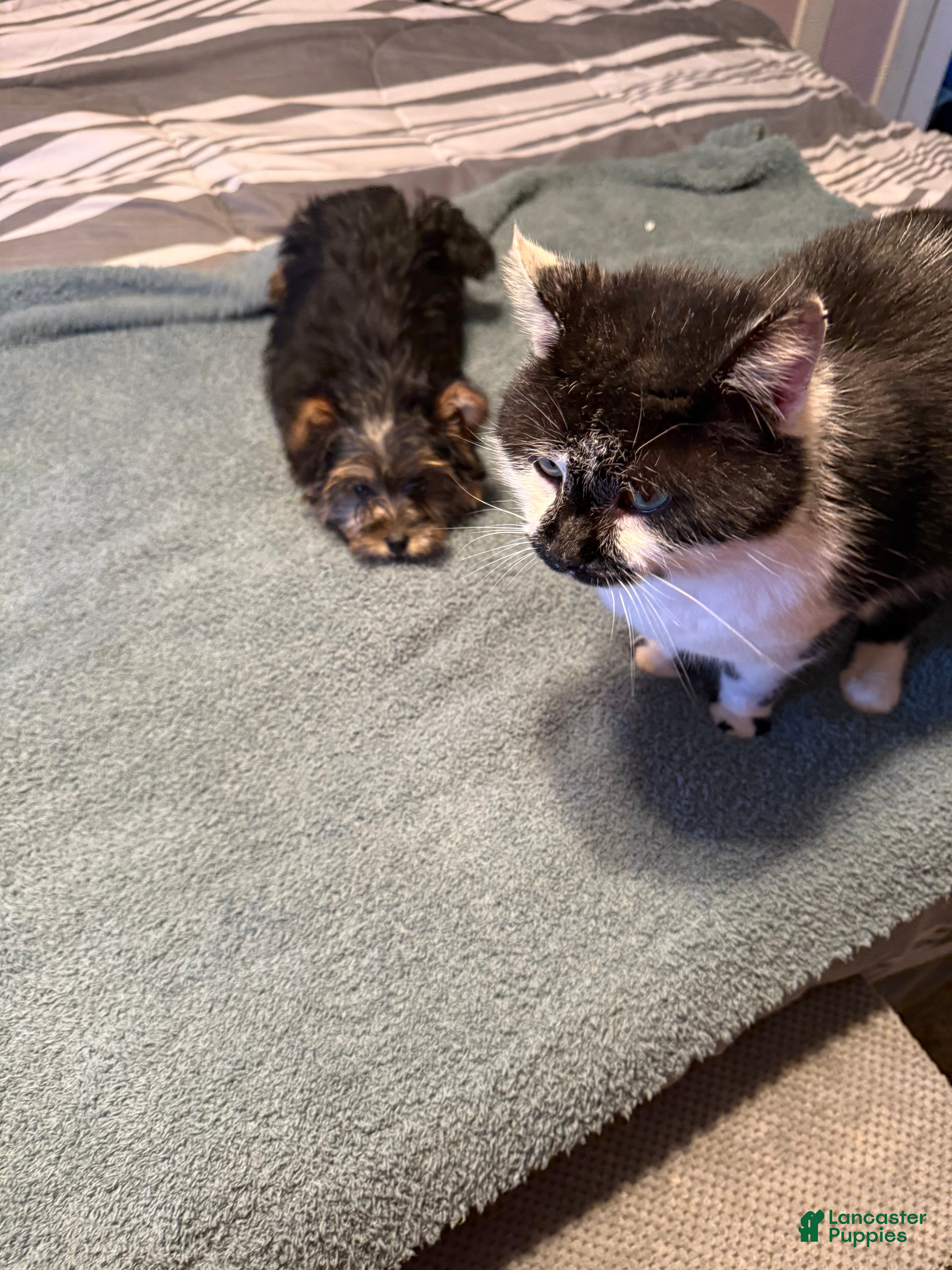 Yorkshire Terrier dogs Penny - Ad 10