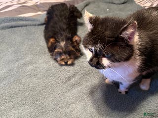 Yorkshire Terrier dogs Penny - Ad 27