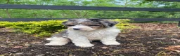 Bernedoodle dogs for sale: Rosco - Ad 11