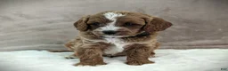 Cavapoo dogs for sale: Oscar - Ad 4