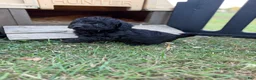 Mixed Breed dogs for sale: Tiana  - Ad 2