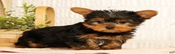 Yorkshire Terrier dogs for sale: Spencer - Ad 8