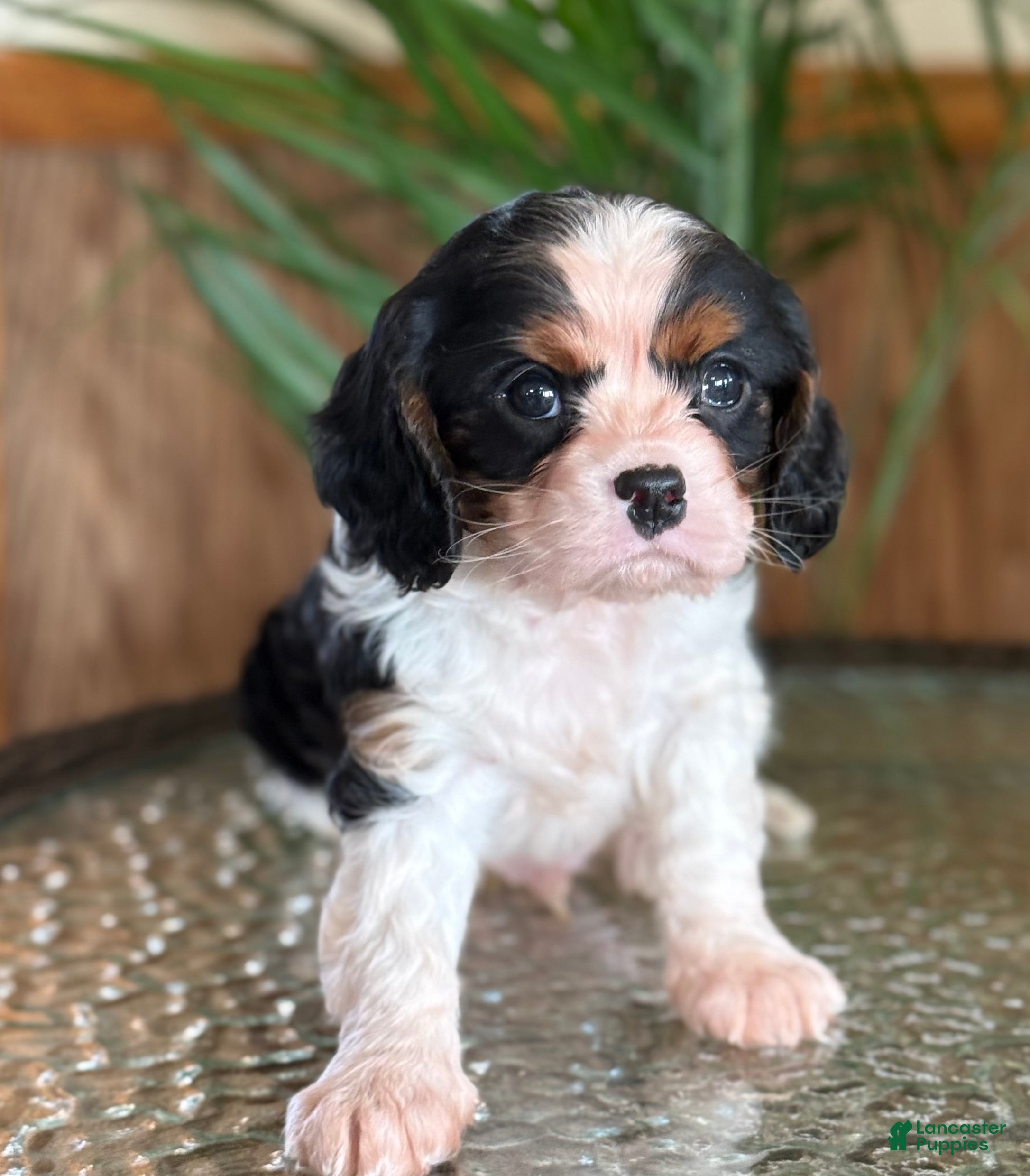 Cavalier King Charles Spaniel dogs Biscuit  - Ad 2