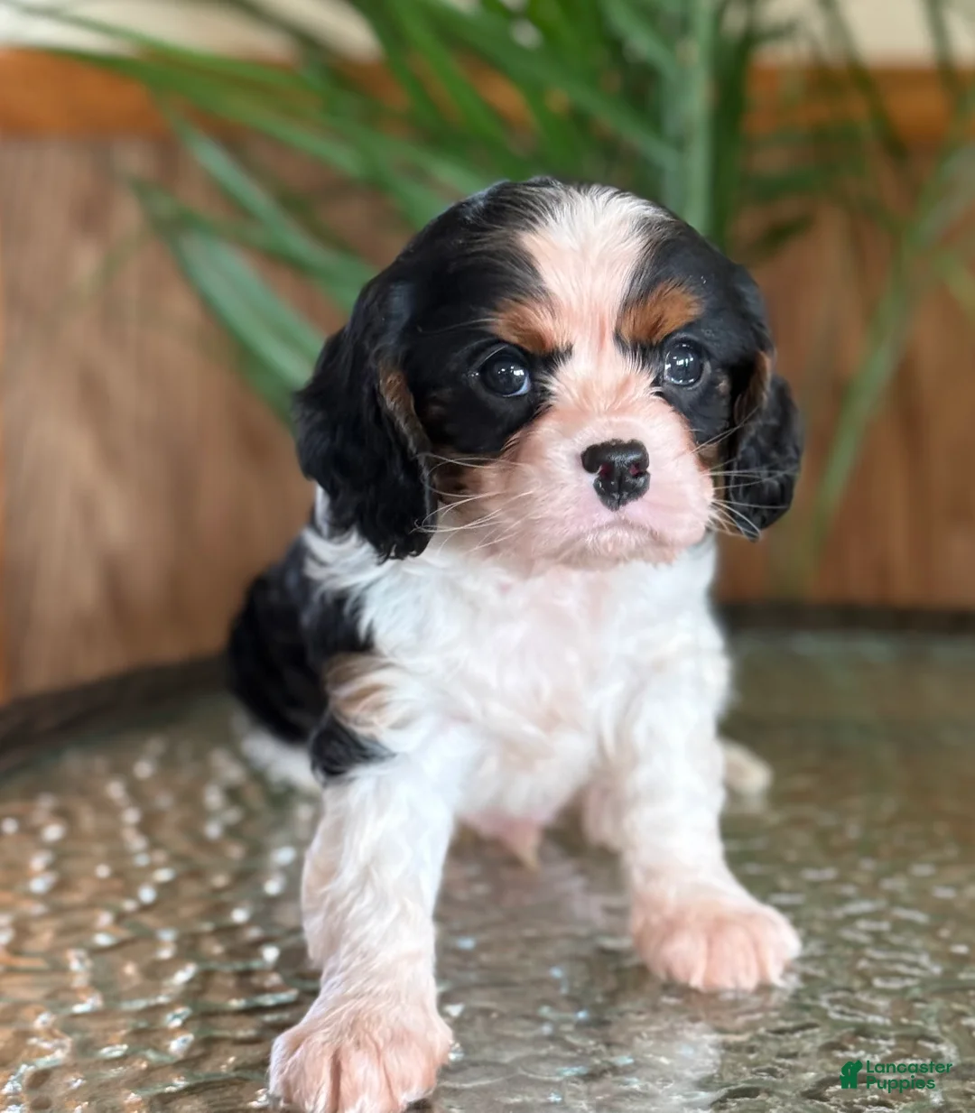 Cavalier King Charles Spaniel dogs for sale: Biscuit  - Ad 2