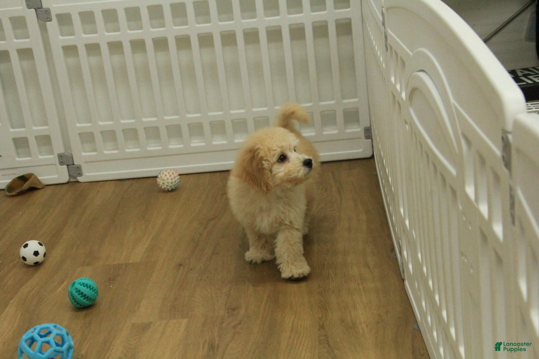 Bichpoo dogs for sale: Remi - Ad 9