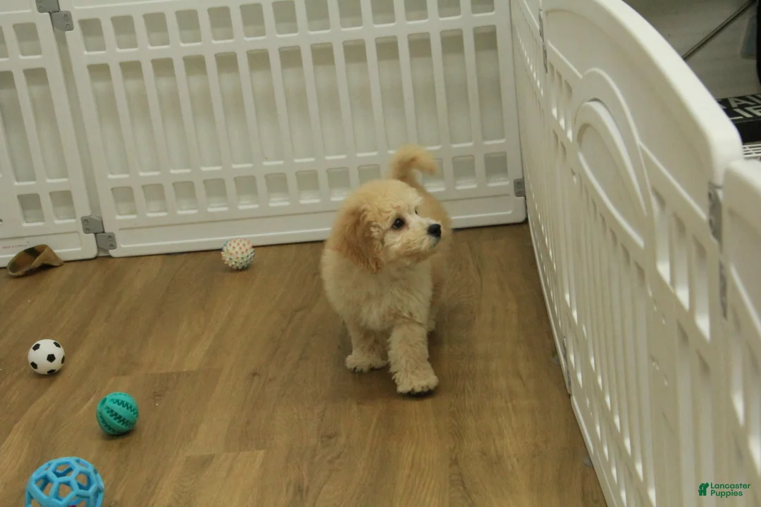 Bichpoo dogs for sale: Remi - Ad 9