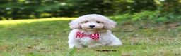 Bichpoo dogs for sale: Milo - Ad 6