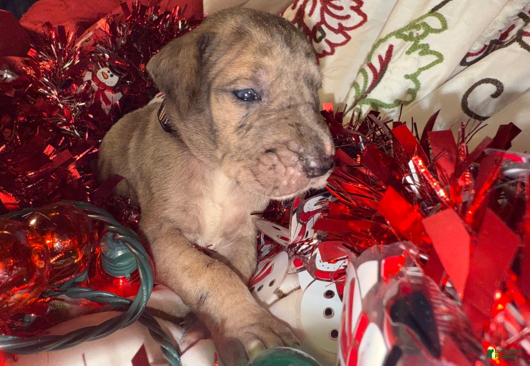 Great Dane dogs for sale: Latte - Ad 5