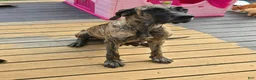 Mixed Breed dogs for sale: Mixed Breed 1 - Ad 2