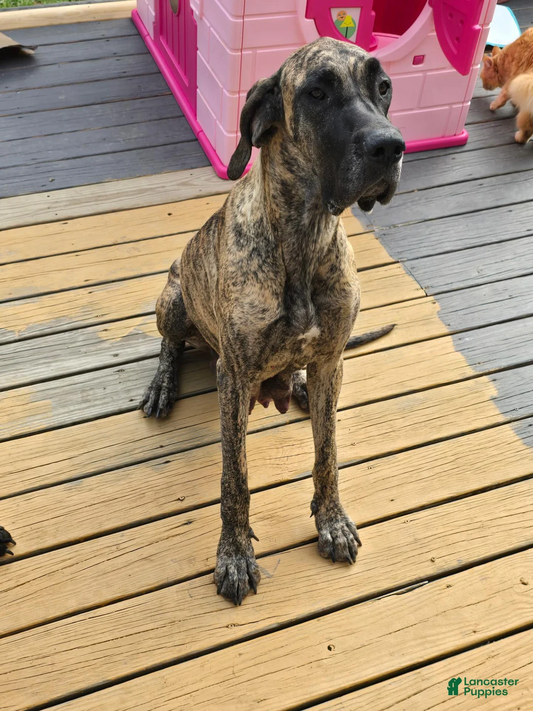 Mixed Breed dogs for sale: Mixed Breed 1 - Ad 2