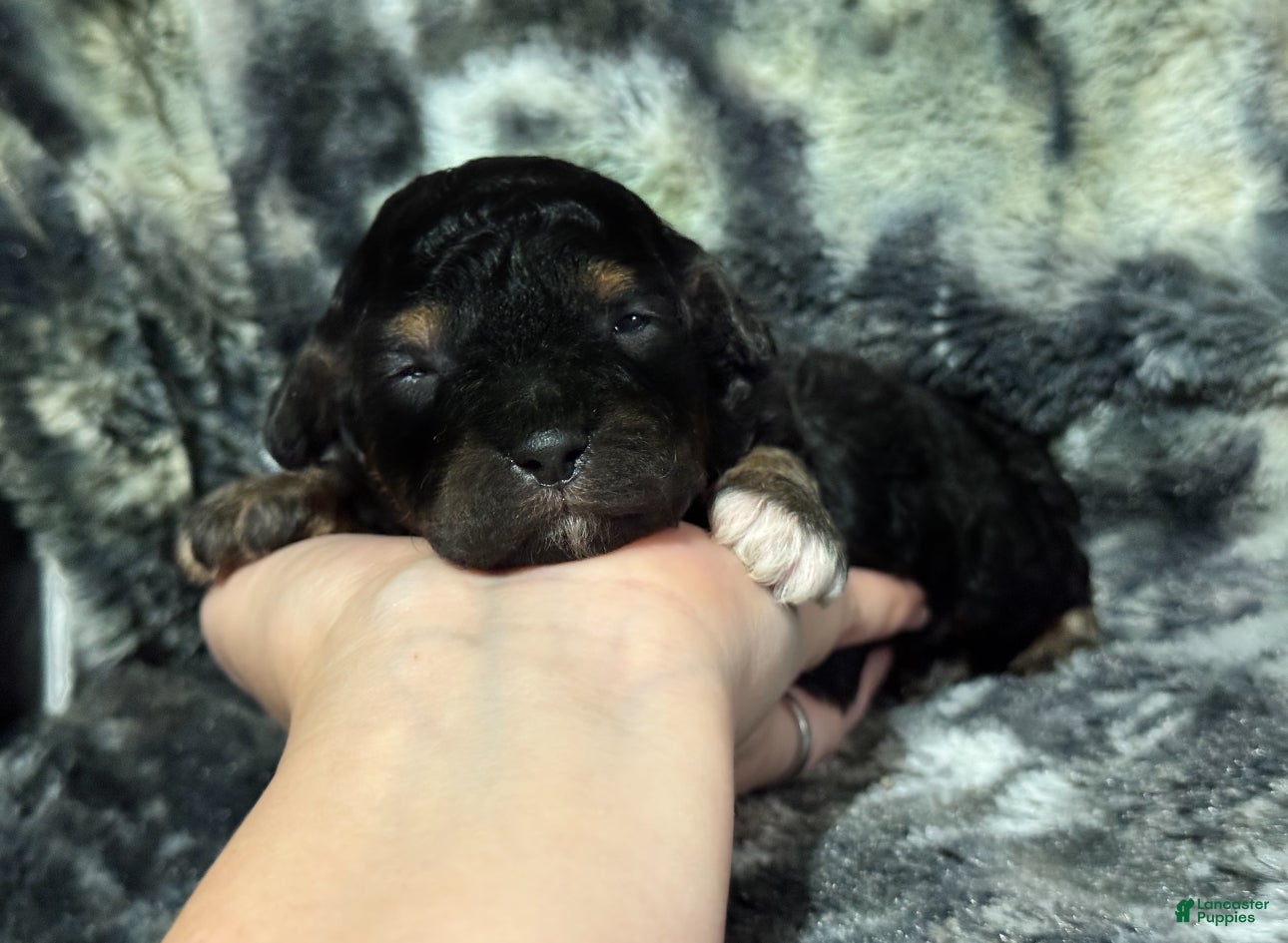 Toy Poodle dogs Shadow  - Ad 28