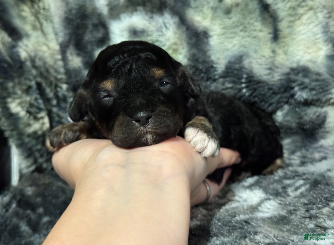 Toy Poodle dogs for sale: Shadow  - Ad 1