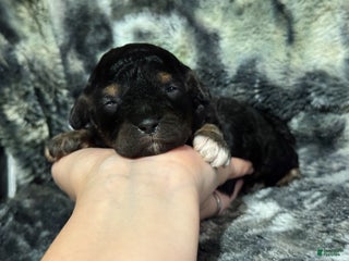 Toy Poodle dogs Shadow - Ad 33