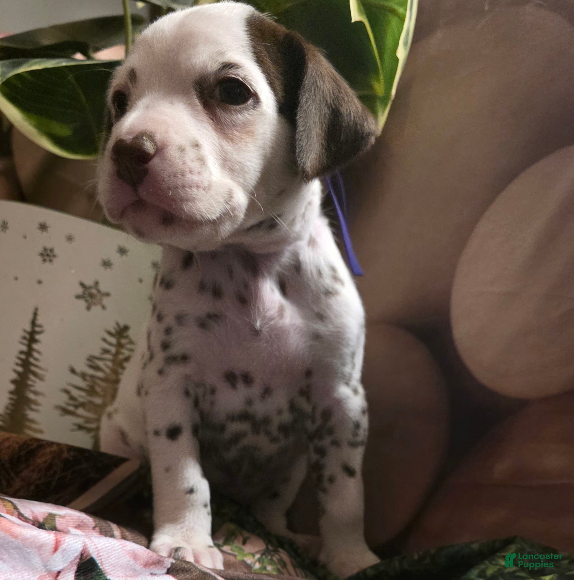 Dalmatian dogs Sienna - Ad 7