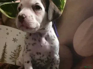 Dalmatian dogs Sienna - Ad 7