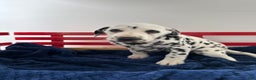 Dalmatian dogs for sale: Tessa - Ad 4