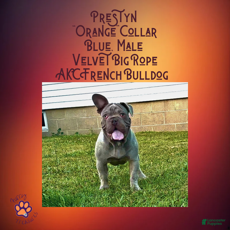 French Bulldog dogs Prestyn “ Orange” Collar, Male - Ad 30