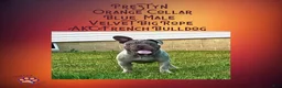 French Bulldog dogs for sale: Prestyn “ Orange” Collar, Male - Ad 1