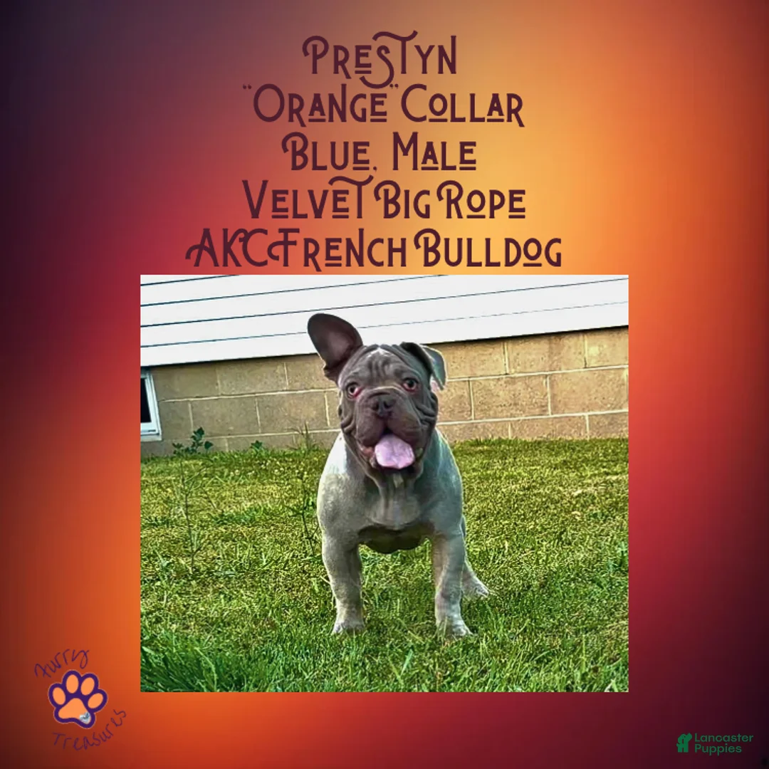 French Bulldog dogs for sale: Prestyn “ Orange” Collar, Male - Ad 1