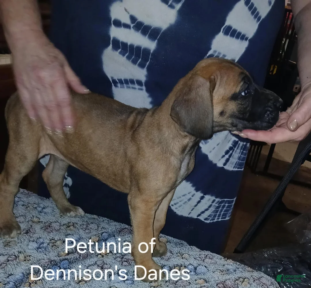 Great Dane dogs for sale: Petunia - Ad 2