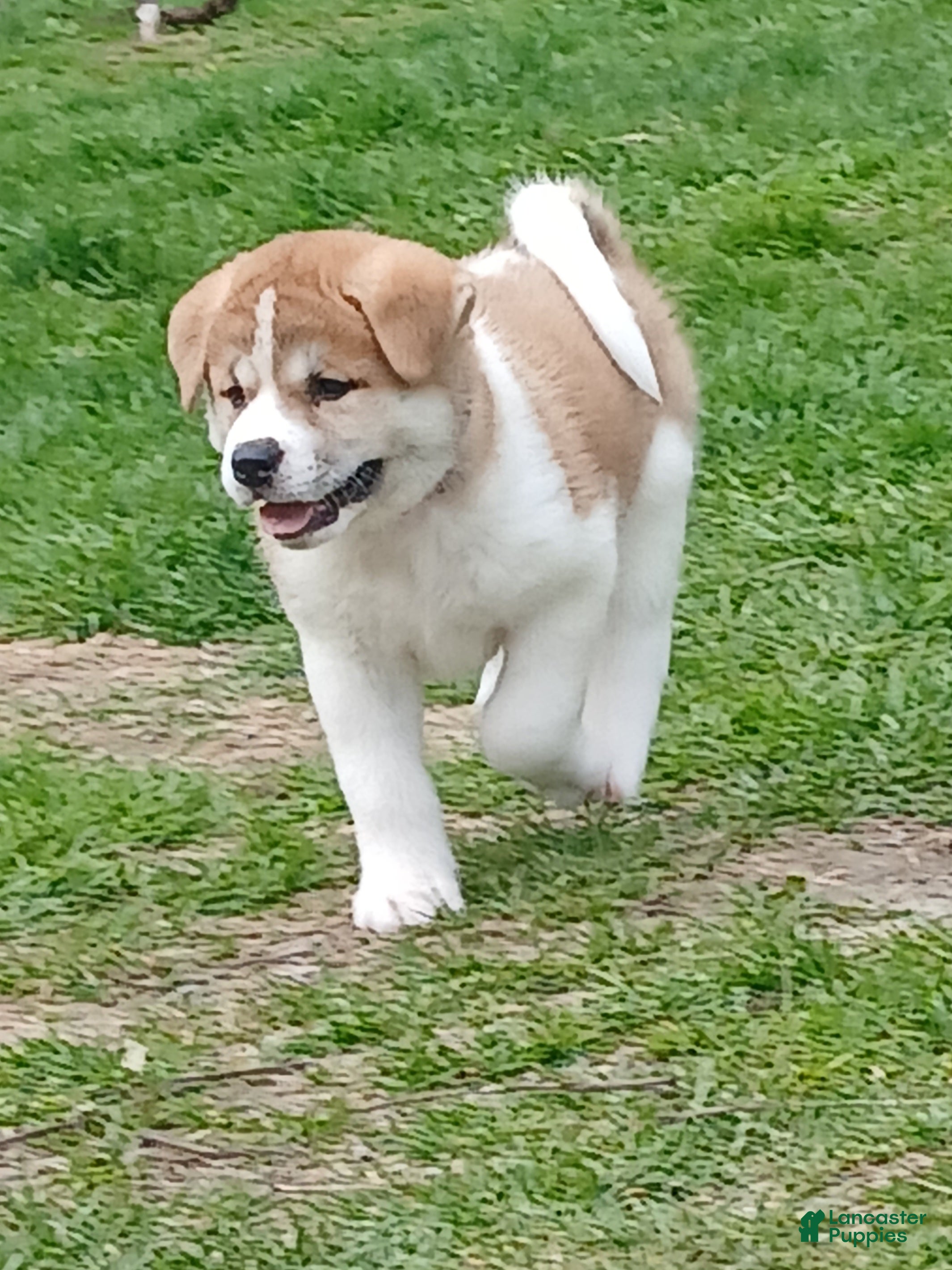 Akita dogs Ash - Ad 1