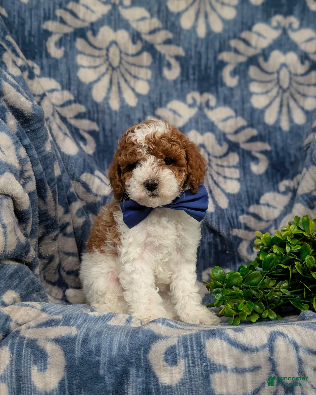 Miniature Poodle dogs for sale: Troy - Ad 5