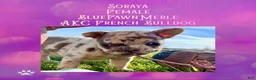 French Bulldog dogs for sale: Soraya, Female - Ad 7