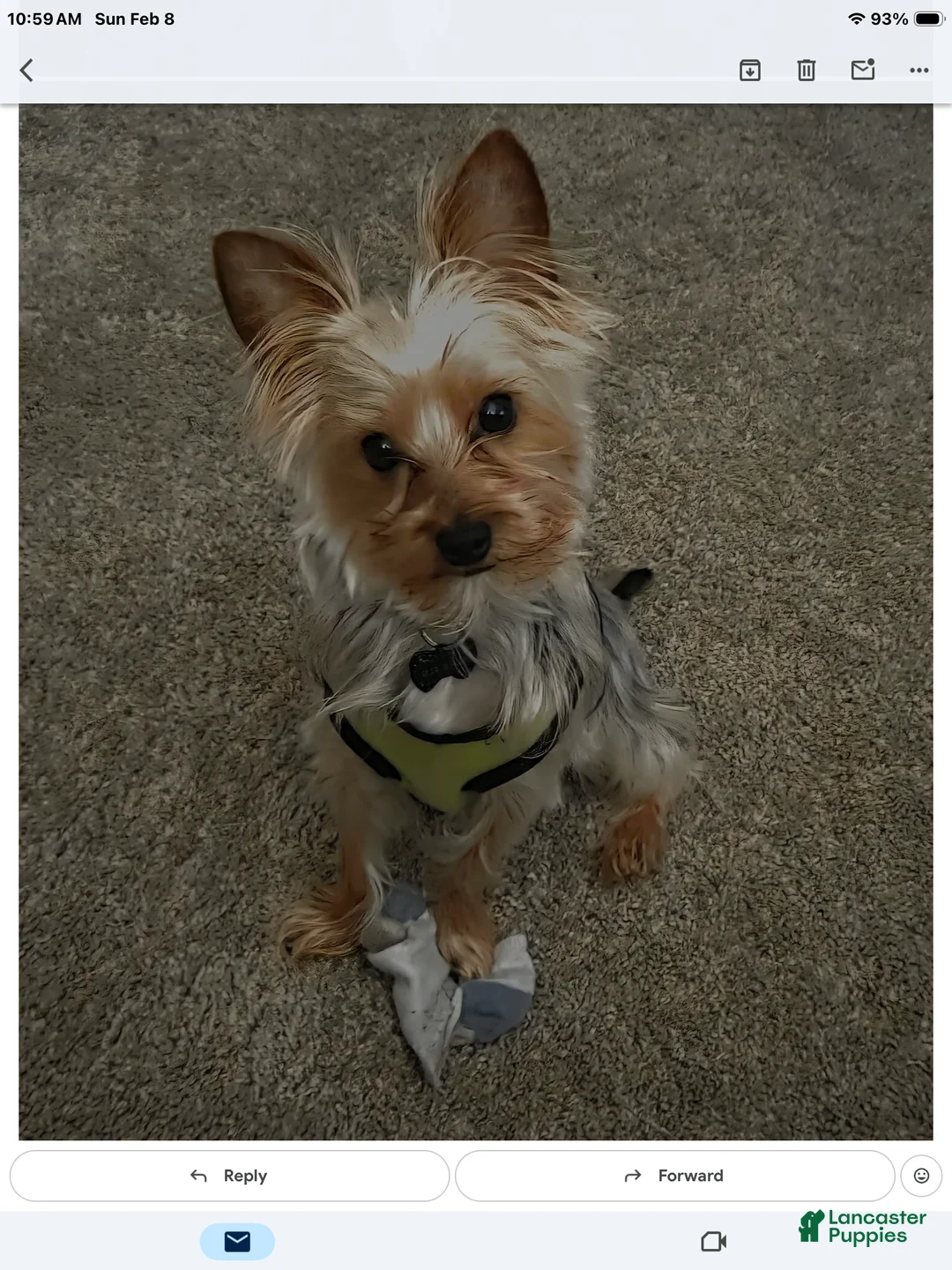 Yorkshire Terrier dogs for sale: Yorkshire Terrier Puppy 1 - Ad 3