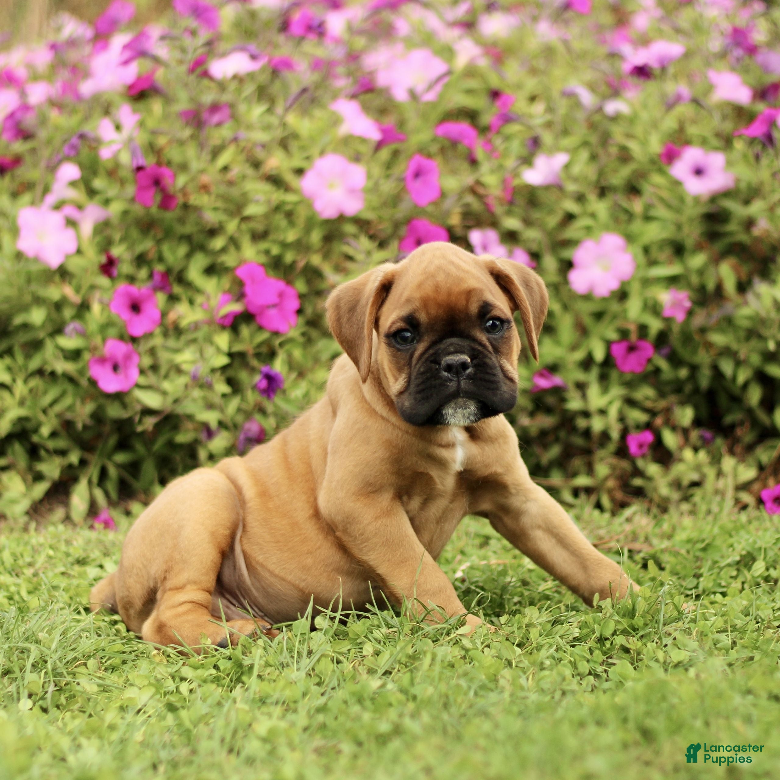 Boxer dogs Ranger  - Ad 40