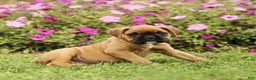 Boxer dogs for sale: Ranger  - Ad 1