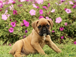 Boxer dogs Ranger - Ad 25