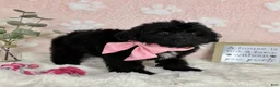 Mini Bernedoodle dogs for sale: Little Bambi - Ad 2