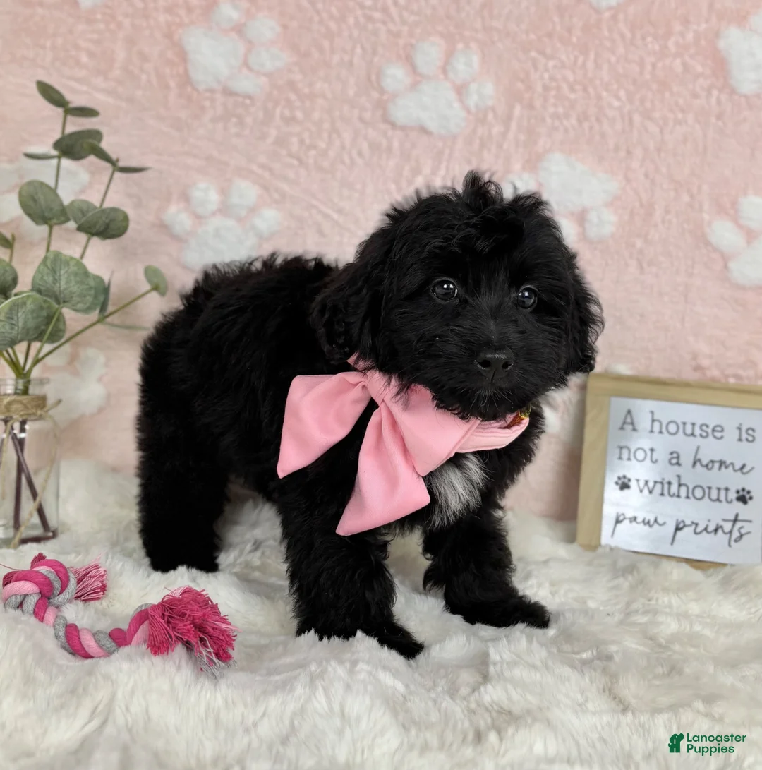 Mini Bernedoodle dogs for sale: Little Bambi - Ad 2