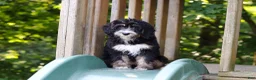 Mini Bernedoodle dogs for sale: Phoebe - Ad 1