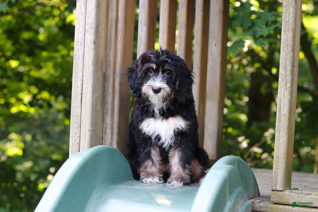Mini Bernedoodle dogs for sale: Phoebe - Ad 1