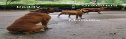 Boxer dogs for sale: Puppy 1 - Ad 2