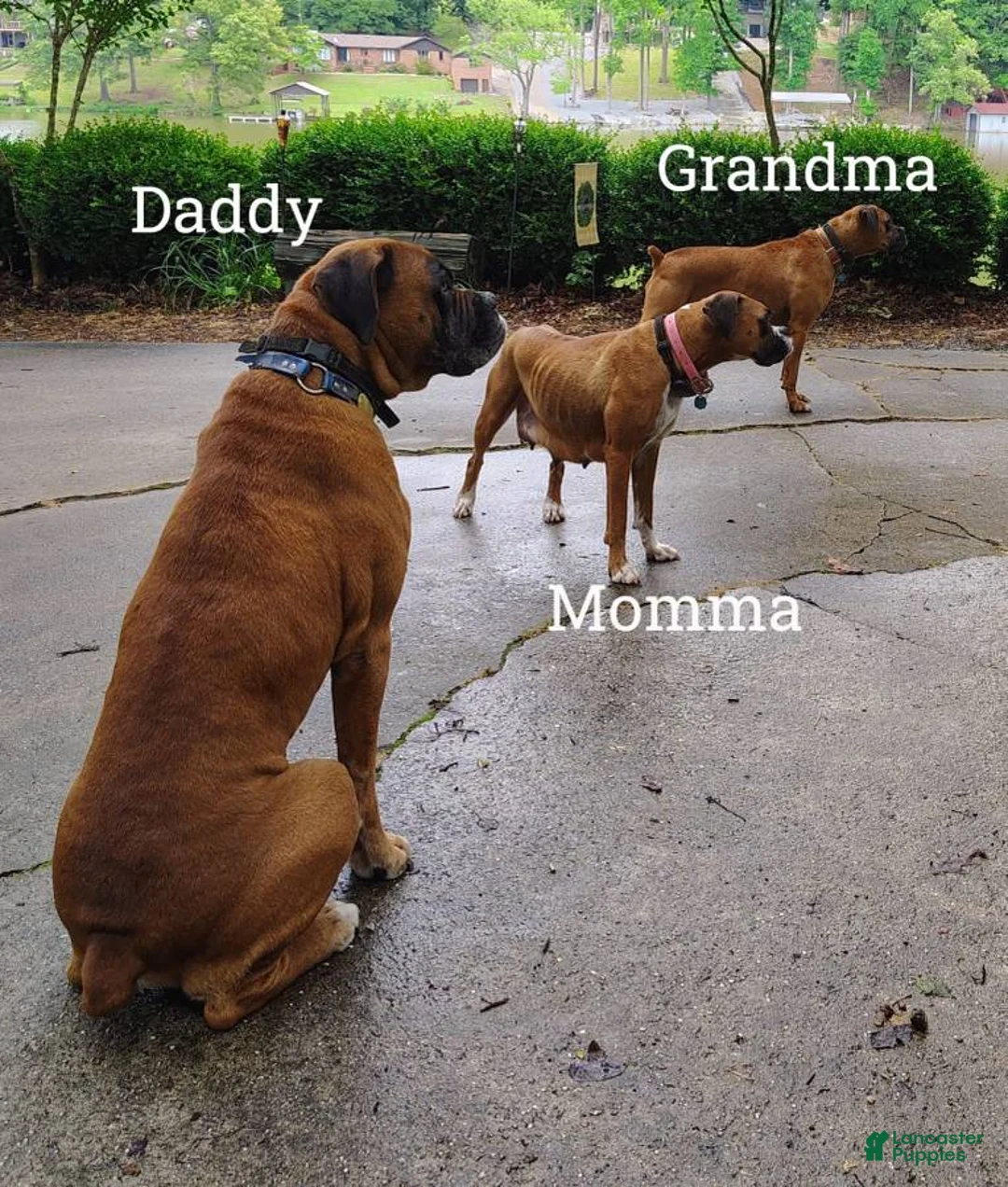 Boxer dogs for sale: Puppy 1 - Ad 2
