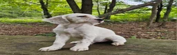 English Setter dogs for sale: Milton - Ad 2