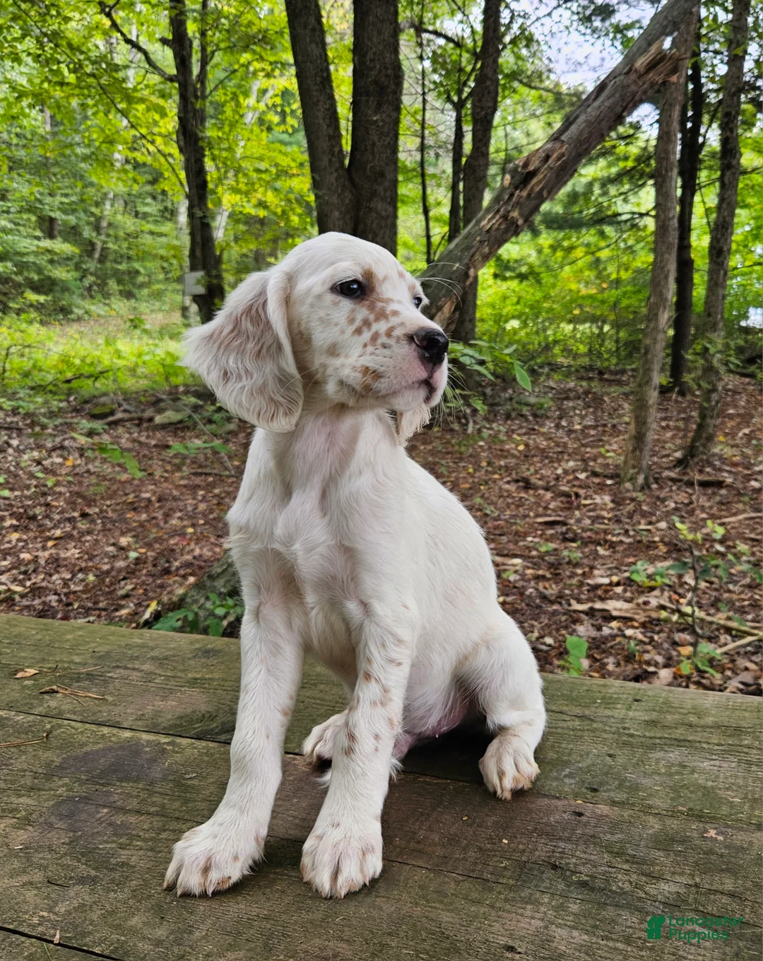 English Setter dogs for sale: Milton - Ad 2