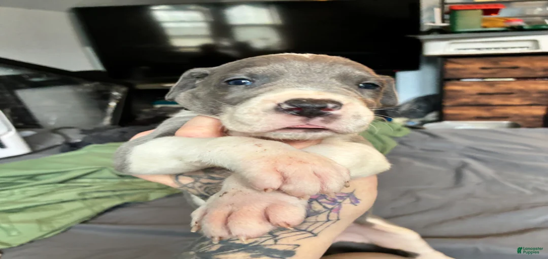 Gallery Image {{count}}