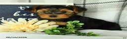 Yorkshire Terrier dogs for sale: Victor - Ad 5