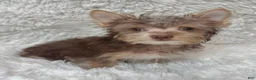 Yorkshire Terrier dogs for sale: Brownie_Male - Ad 1