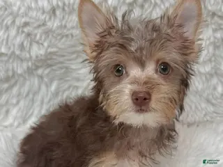 Yorkshire Terrier dogs for sale: Brownie_Male - Ad 4