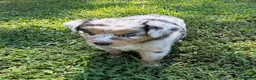 Australian Shepherd dogs for sale: Lucy - Ad 7