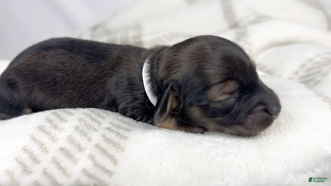Miniature Dachshund dogs for sale: Slice - Ad 2